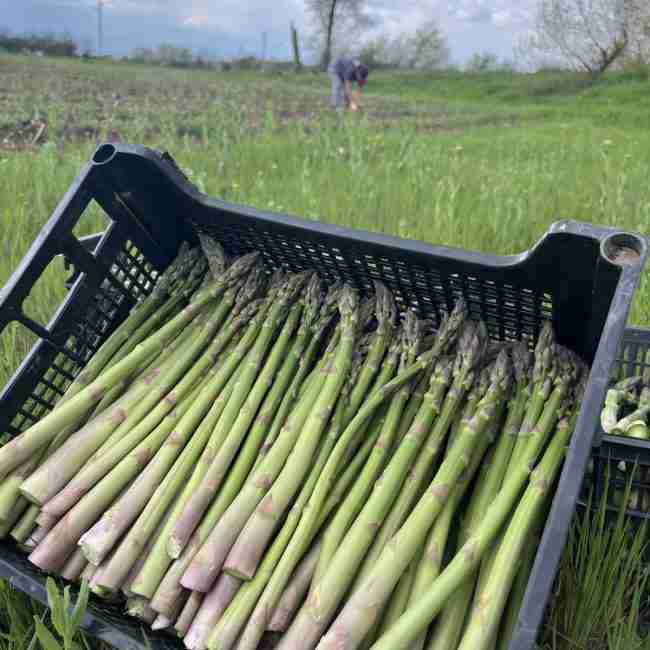 Bg Asparagus – Пресни български аспержи без пестициди