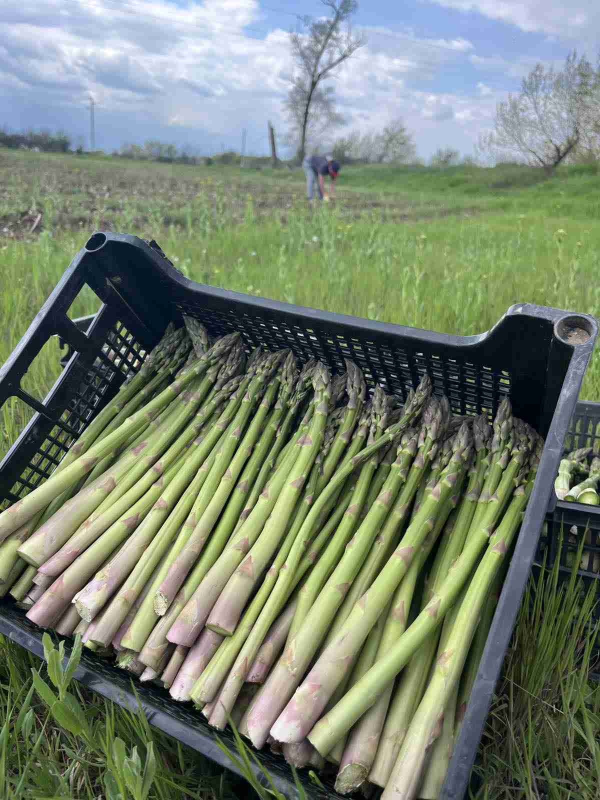 Bg Asparagus – Пресни български аспержи без пестициди