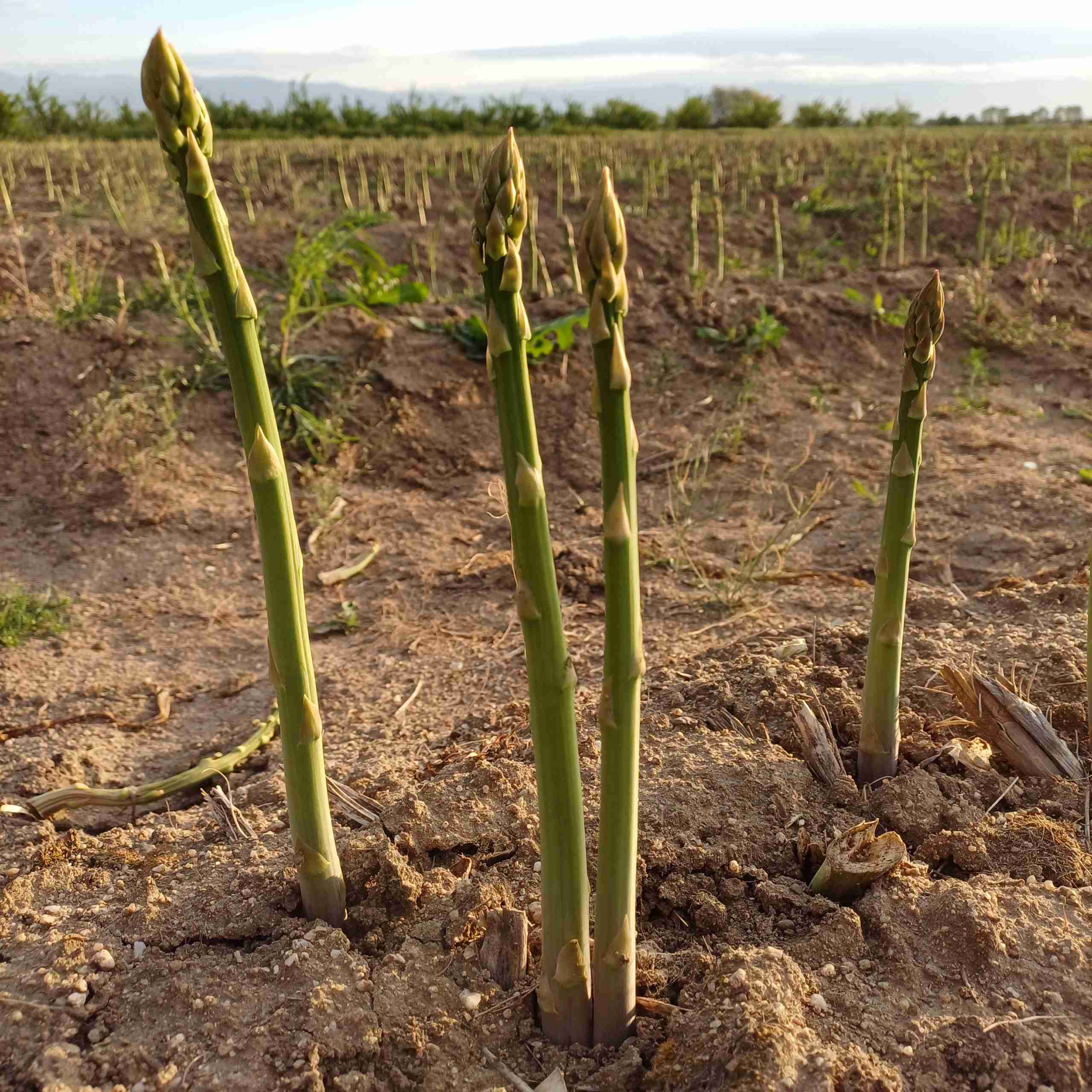 Bg Asparagus – Пресни български аспержи без пестициди - Image 3